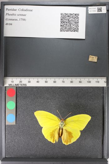 Media type: image;   Entomology 119964